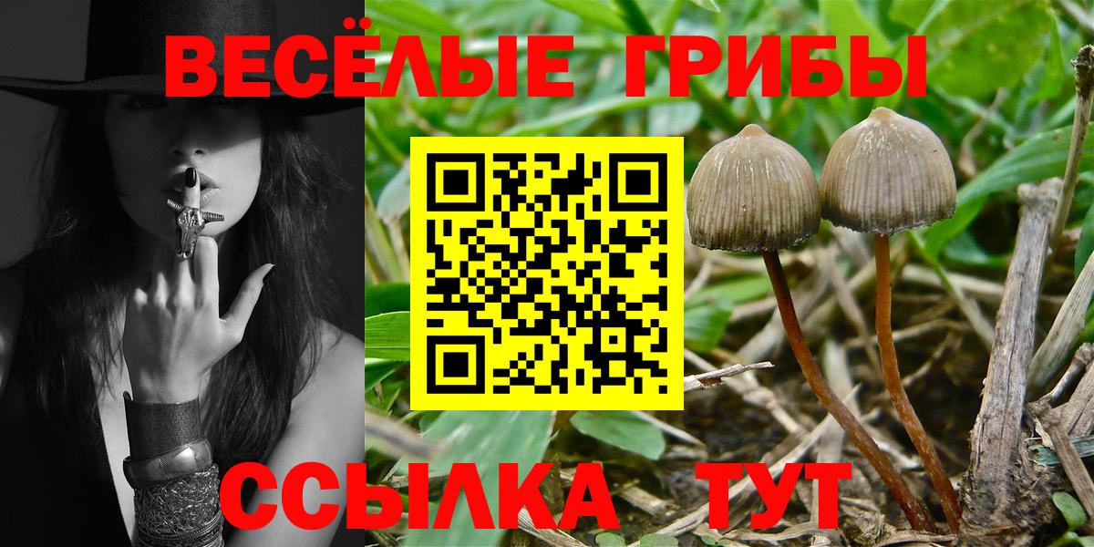 Псилоцибиновые грибы Cubensis  Вход с VPN  Еманжелинск  Псилоцибиновые грибы Cubensis 